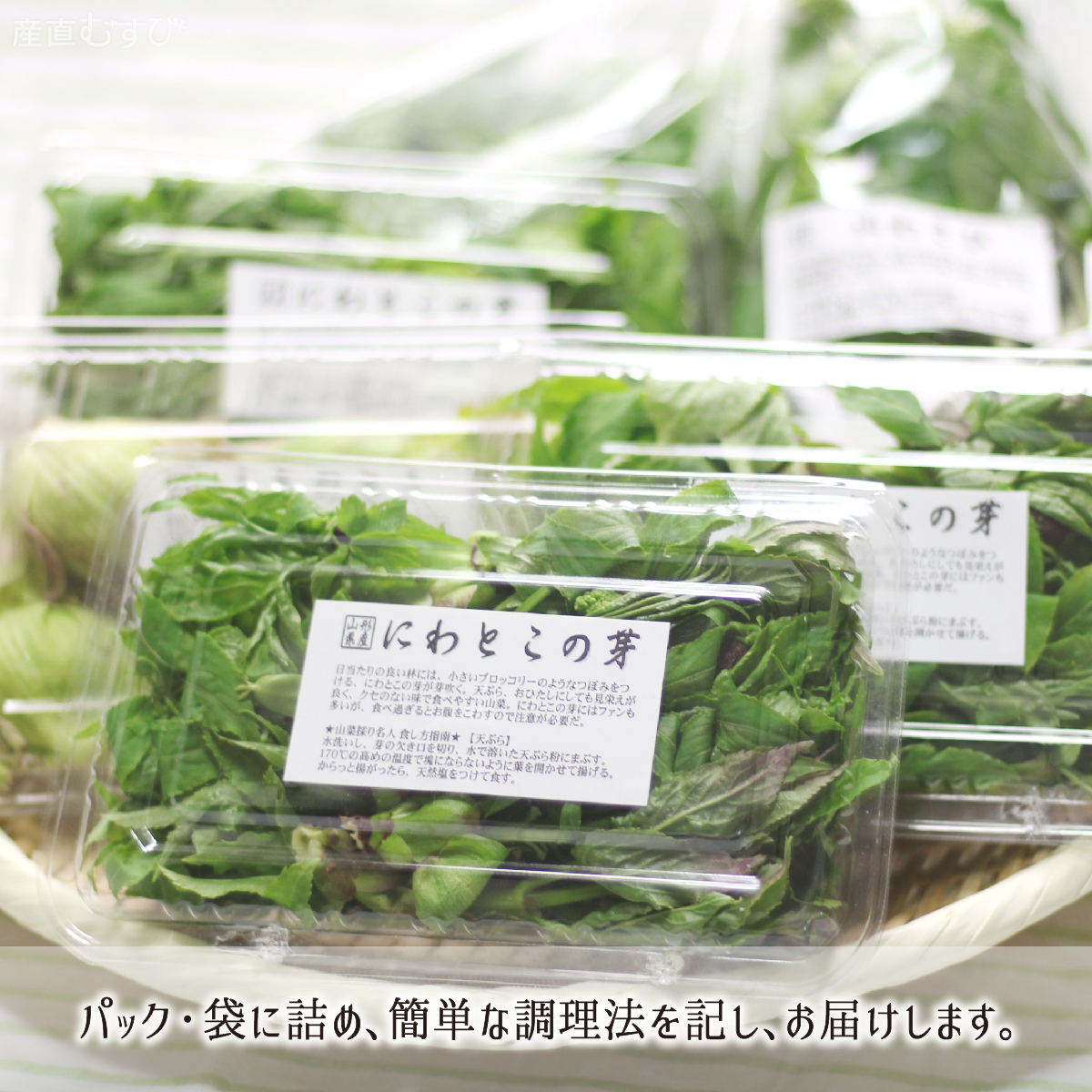山形県産天然山菜にわとこの芽