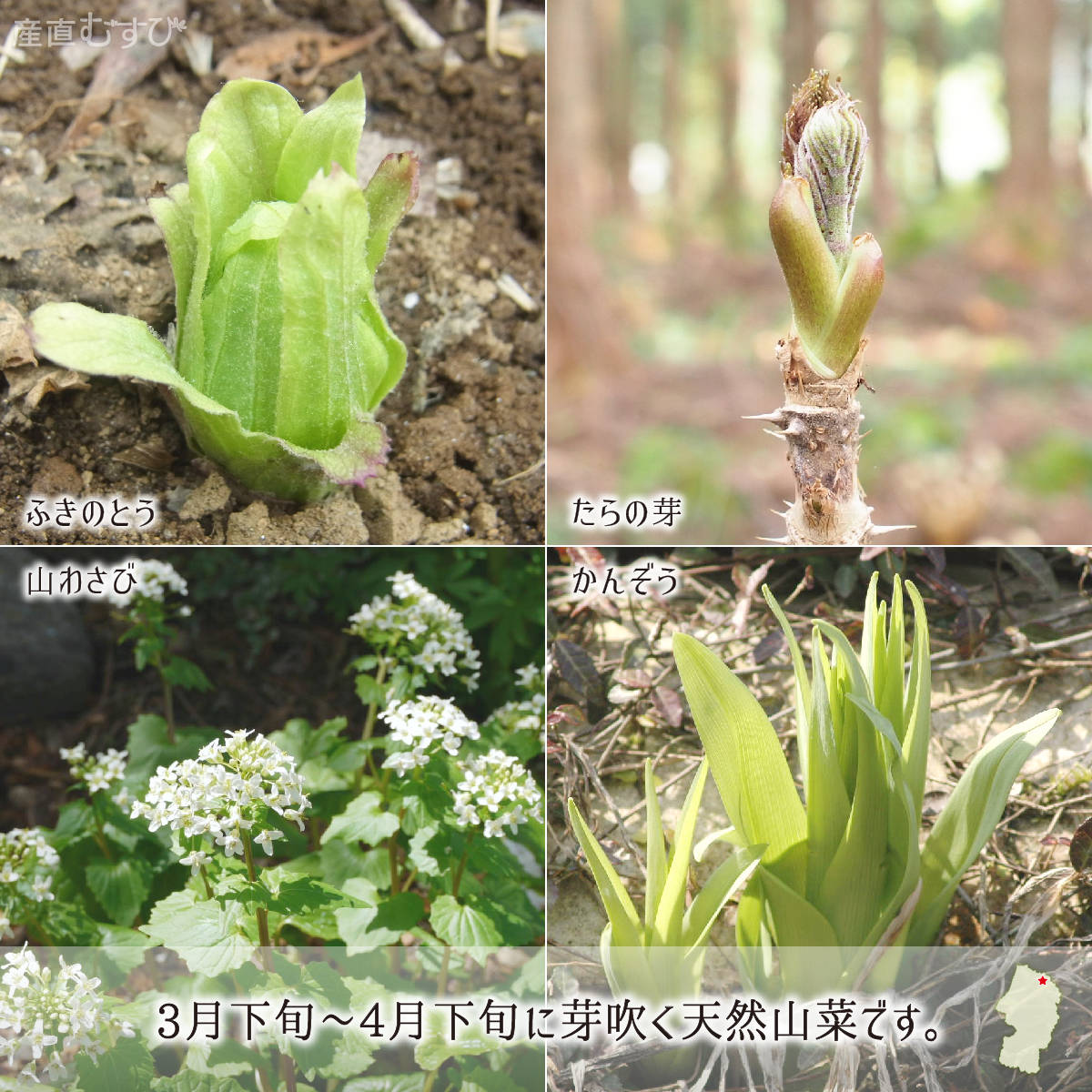 ygsm_t_san_set_01_600x600_crop