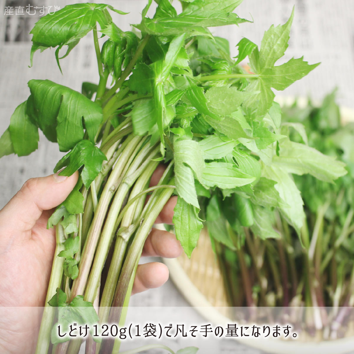山形県産天然山菜しどけ