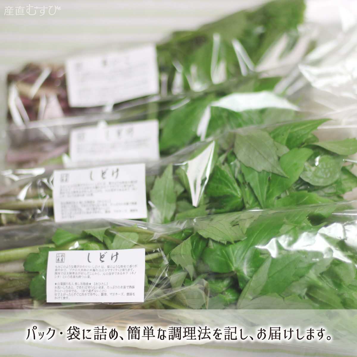 山形県産天然山菜しどけ
