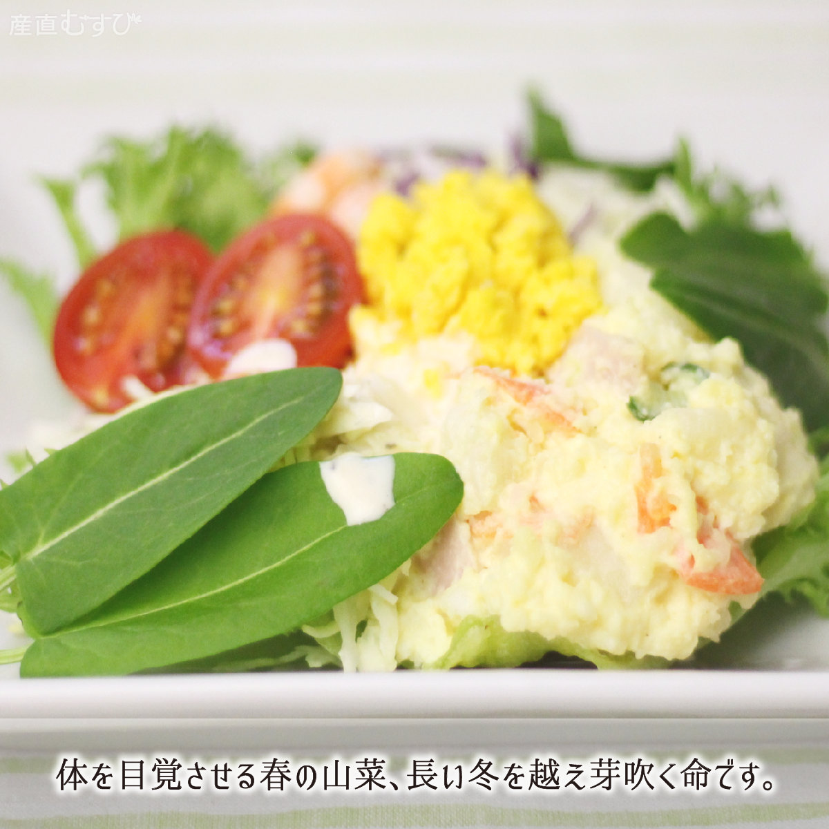 山形県産天然山菜すいば