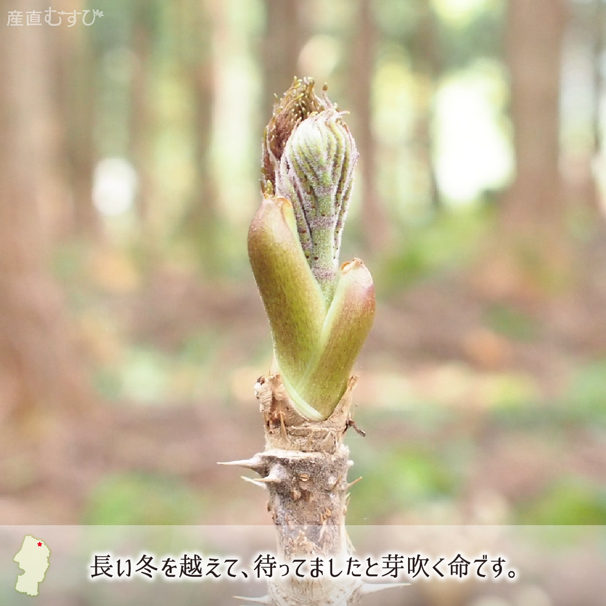 山形県産天然山菜たらの芽