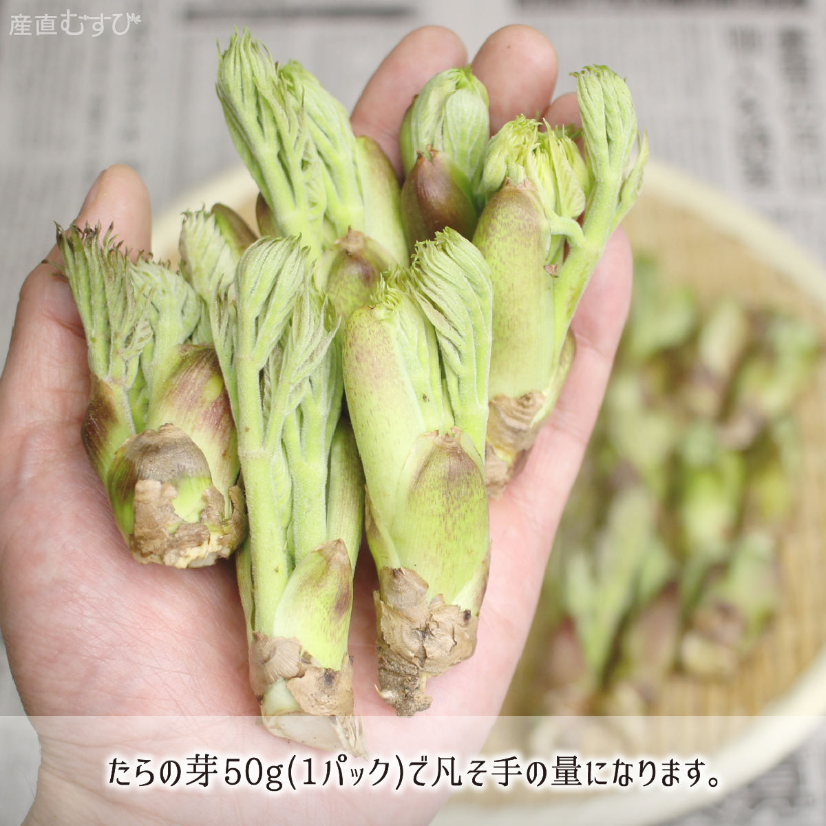 山形県産天然山菜たらの芽