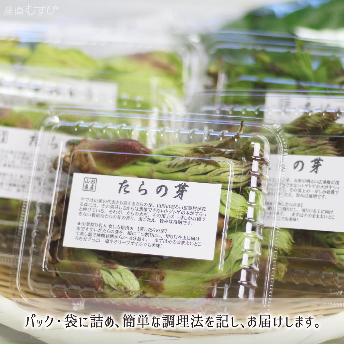 山形県産天然山菜たらの芽