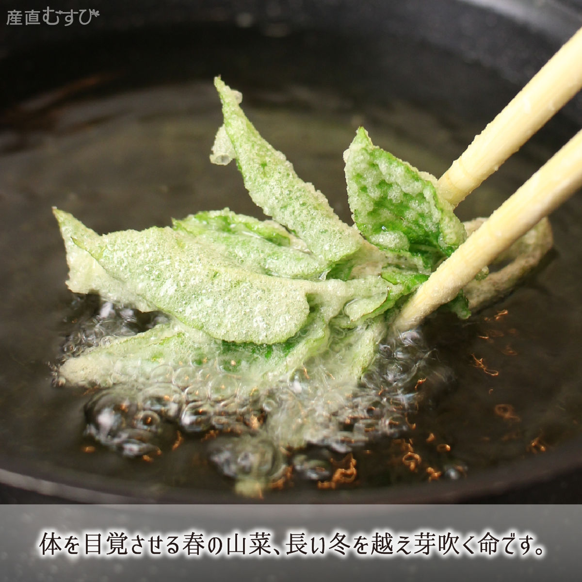 山形県産天然山菜山うど