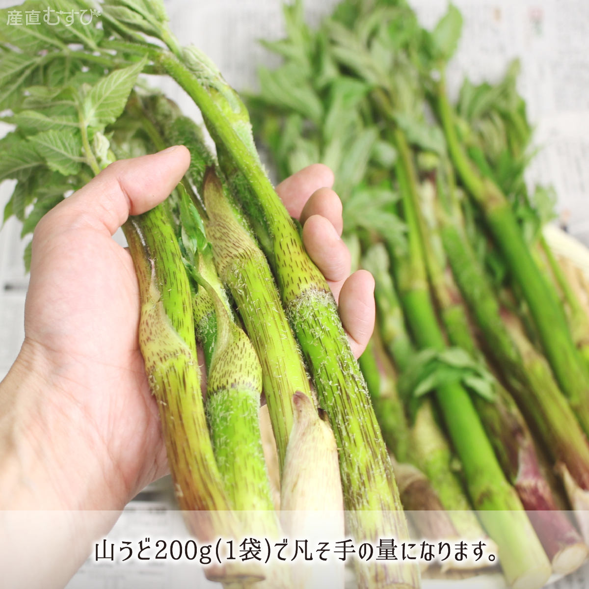 山形県産天然山菜山うど