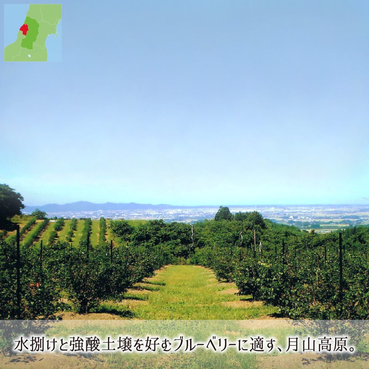 ブルーベリー,山形県