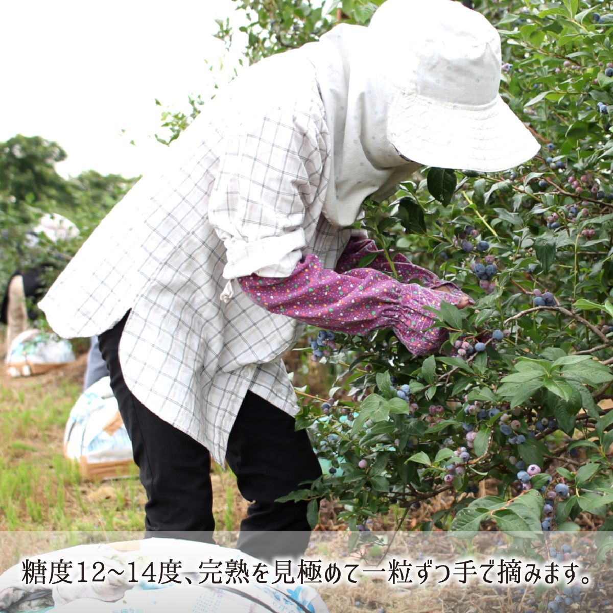 ブルーベリー,生