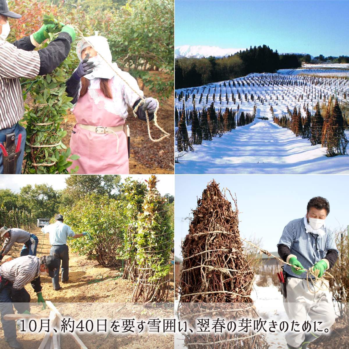 ブルーベリー,国産