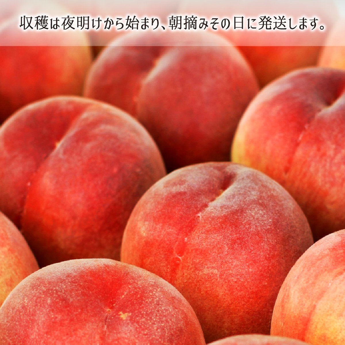 桃 品種おまかせ 秀品 約1.8kg 減農薬 無化学肥料 無袋 特別栽培