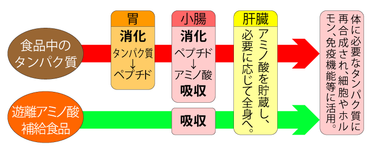 タンパク質の分解吸収