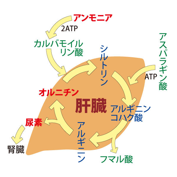 霧島黒酢のオルニチン