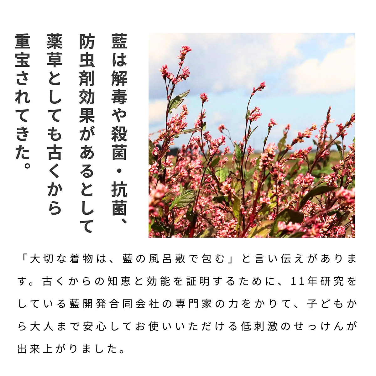藍から生まれた洗濯せっけんに使用されている藍について