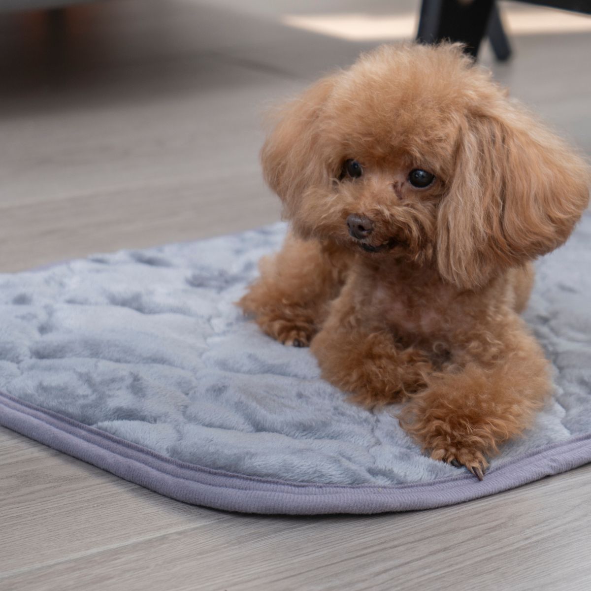 PET GOODS