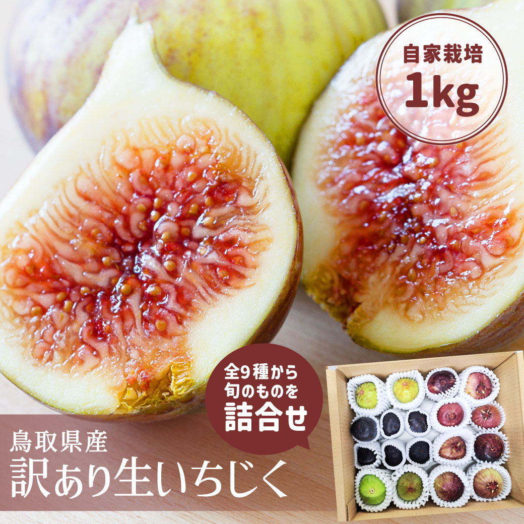 いちじく 詰合せ 訳あり 1kg 多品種栽培 旬 生 イチジク 国産 自家栽培 フルーツ ビオレソリエス お取り寄せ 鳥取県産 産直 新鮮  送料無料(北海道・沖縄を除く) : 59-002-ichijiku : MY GIFT - 通販 - Yahoo!ショッピング