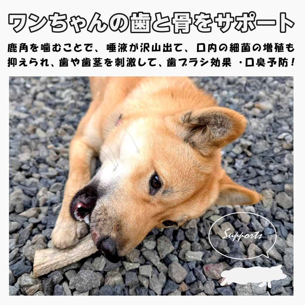 鹿の角 犬用 1本 Sサイズ 天然 無添加 鳥取県産 おやつ 自然 おもちゃ
