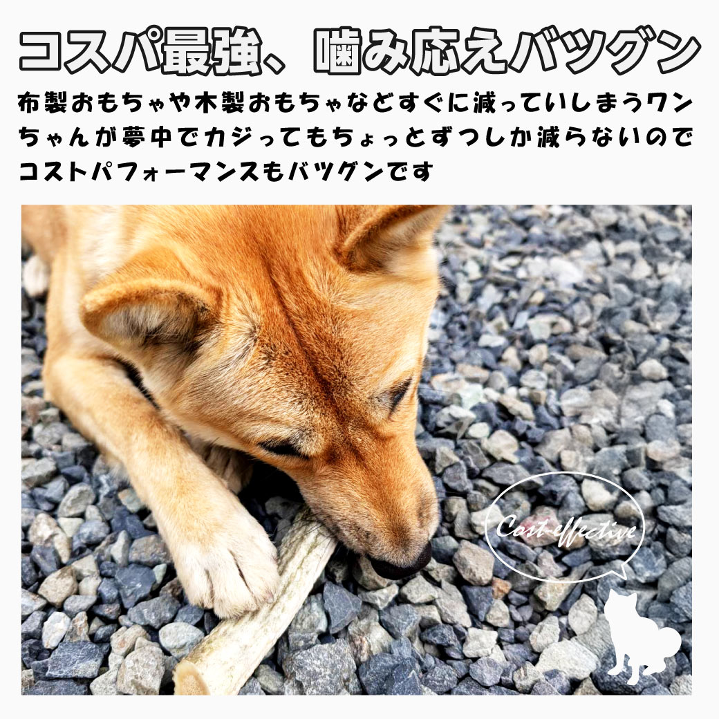 鹿の角 鹿角 天然 ツノ けんか角 角 鹿のツノ インテリア わんちゃん ペットフード ペット おやつ 国産 山梨県 オブジェ 楽天市場】【GWセール!!最大50％OFF】【長持ち天然おもちゃ◎鹿の角