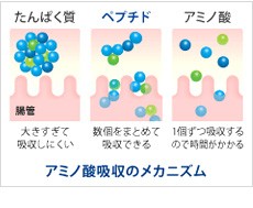 アミノ酸吸収のメカニズム