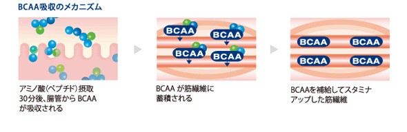 BCCA吸収のメカニズム