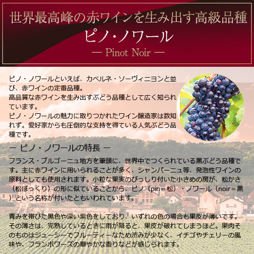 ワイン 赤ワインセット ブルゴーニュ・ピノ・ノ...の詳細画像2