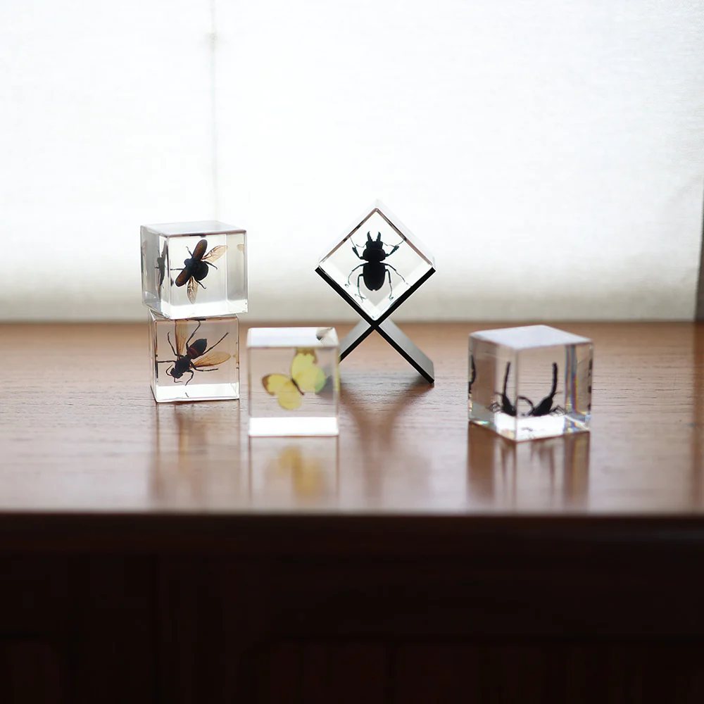 カシミール Casimir Scarab Beetle コガネムシ 置物 標本 昆虫