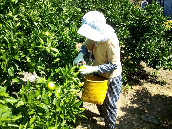 寿太郎みかん プレミアムゴールド ５ｋｇ 産地直送 ブランドみかん 静岡 沼津｜n-shopping｜05