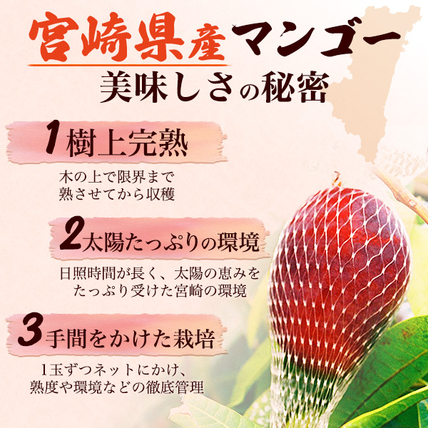 マンゴー 宮崎マンゴー 4L 1玉 500g以上 完熟マンゴー 宮崎県産 国産
