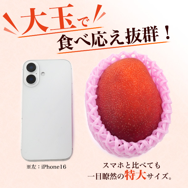 マンゴー 宮崎マンゴー 4L 1玉 500g以上 完熟マンゴー 宮崎県産 国産