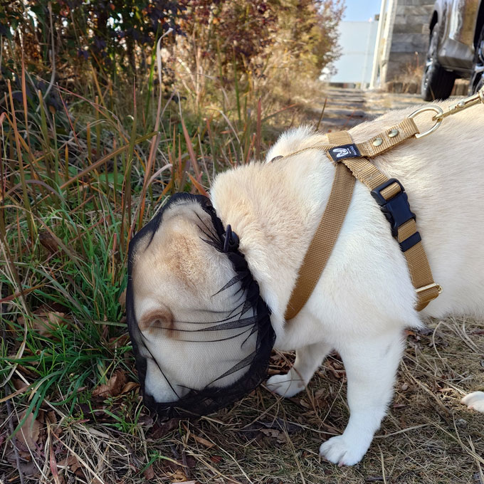 拾い食い防止カバー 誤飲防止 誤食防止 お散歩グッズ