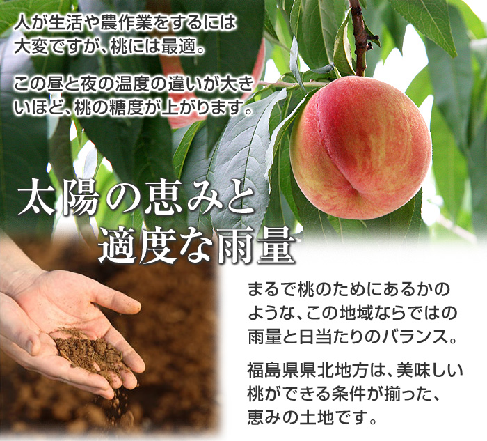 福島県県北地方は、気候が厳しく、特に寒暖の差が激しい地域です。人が生活や農作業をするには大変ですが、桃には最適。この昼と夜の温度の違いが大きいほど、桃の糖度が上がります。まるで桃のためにあるかのような、この地域ならではの雨量と日当たりのバランス。福島県県北地方は、美味しい桃ができる条件が揃った、恵みの土地です。