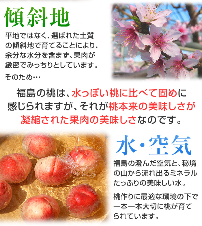 平地ではなく、選ばれた土質の傾斜地で育てることにより、余分な水分を含まず、果肉が緻密でみっちりとしています。そのため福島の桃は、水っぽい桃に比べて固めに感じられますが、それが、桃本来の美味しさが凝縮された果肉の美味しさなのです。福島の澄んだ空気と、秘境の山から流れ出るミネラルたっぷりの美味しい水。桃作りに最適な環境の下で、一本一本大切に桃が育てられています。