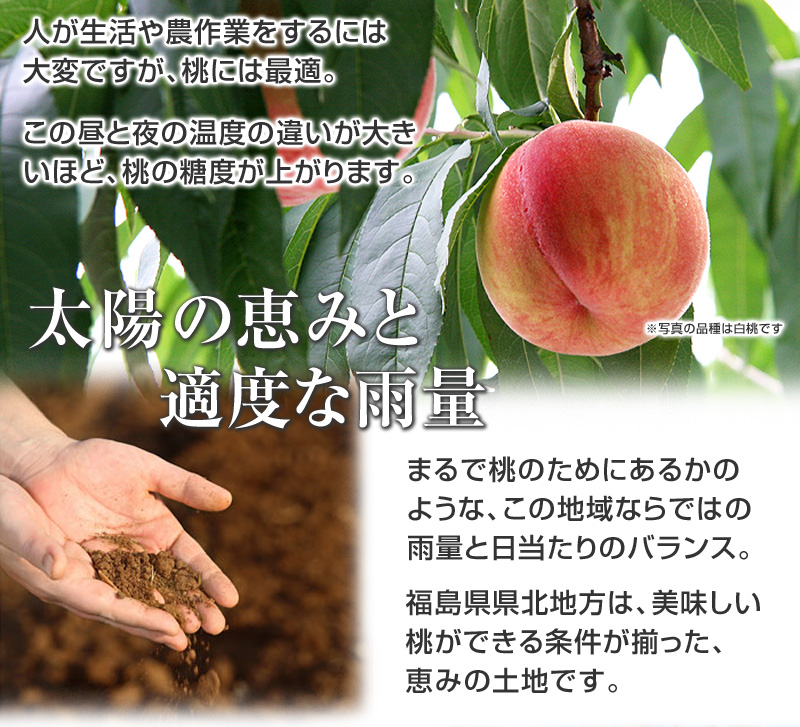 福島県県北地方は、気候が厳しく、特に寒暖の差が激しい地域です。人が生活や農作業をするには大変ですが、桃には最適。この昼と夜の温度の違いが大きいほど、桃の糖度が上がります。まるで桃のためにあるかのような、この地域ならではの雨量と日当たりのバランス。福島県県北地方は、美味しい桃ができる条件が揃った、恵みの土地です。