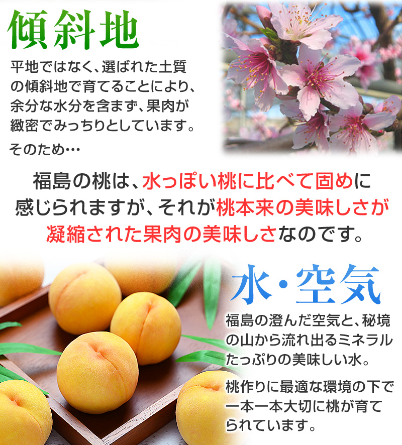 平地ではなく、選ばれた土質の傾斜地で育てることにより、余分な水分を含まず、果肉が緻密でみっちりとしています。そのため福島の桃は、水っぽい桃に比べて固めに感じられますが、それが、桃本来の美味しさが凝縮された果肉の美味しさなのです。福島の澄んだ空気と、秘境の山から流れ出るミネラルたっぷりの美味しい水。桃作りに最適な環境の下で、一本一本大切に桃が育てられています。