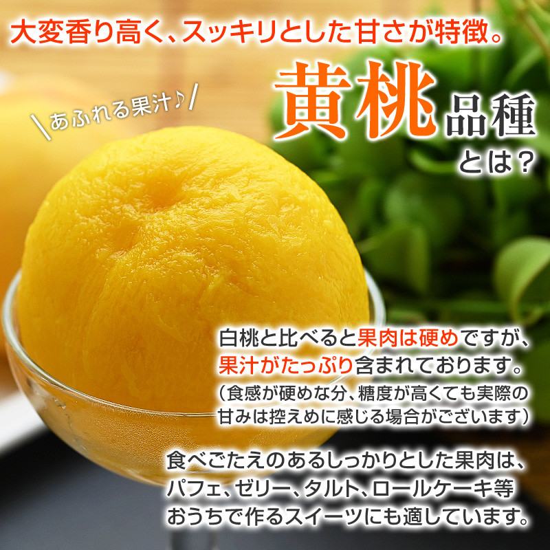 黄桃品種は大変香り高く、スッキリとした甘さが特徴。白桃と比べると果肉は硬めですが、果汁がたっぷり含まれております。（食感が硬めな分、糖度が高くても実際の甘みは控えめに感じる場合がございます）食べごたえのあるしっかりとした果肉は、おうちで作るスイーツにも適しています。桃パフェ、桃ゼリー、桃タルトケーキ、桃ロールケーキ等