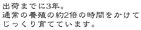 出荷までに3年。通常の養殖の約2倍の時間をかけて、じっくり育てています。