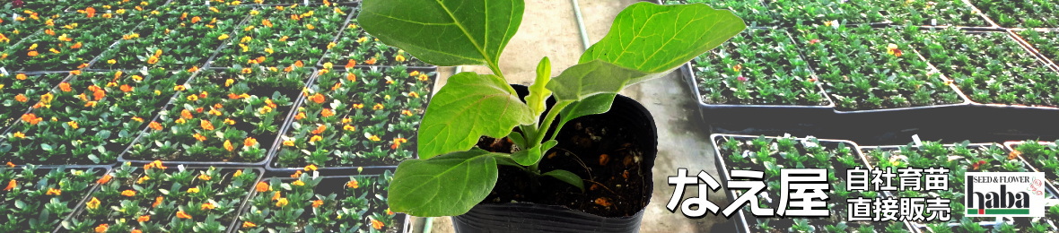 なえ屋の羽場 ヘッダー画像