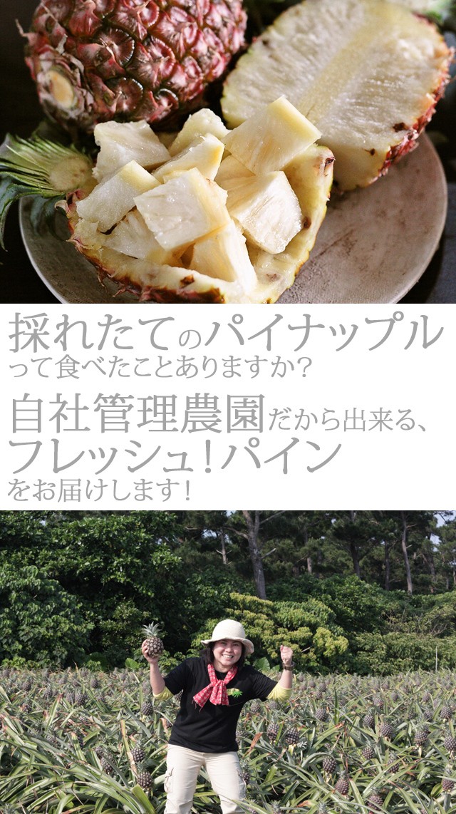 パイナップル 送料無料 沖縄産 ピーチパイン 業務用(大量) 15kgサイズ