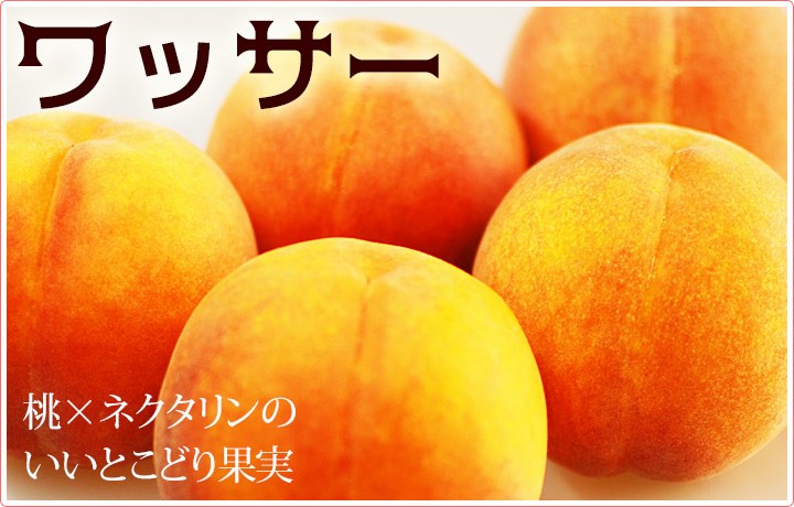 ワッサー