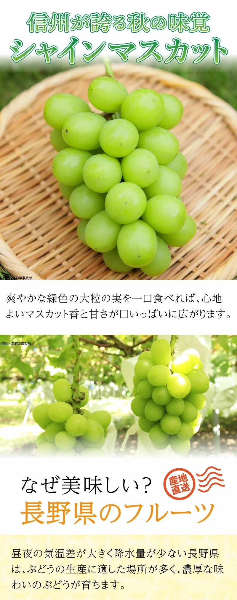 ぶどう
