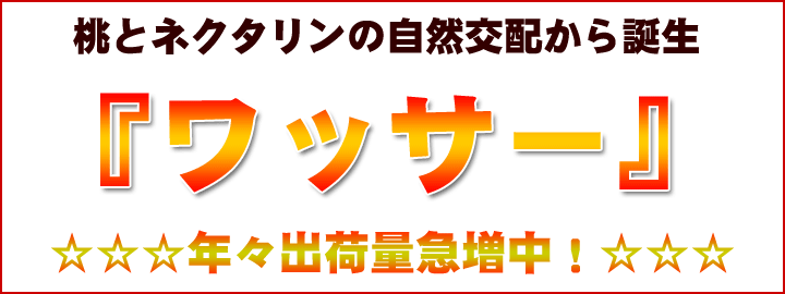 ワッサー