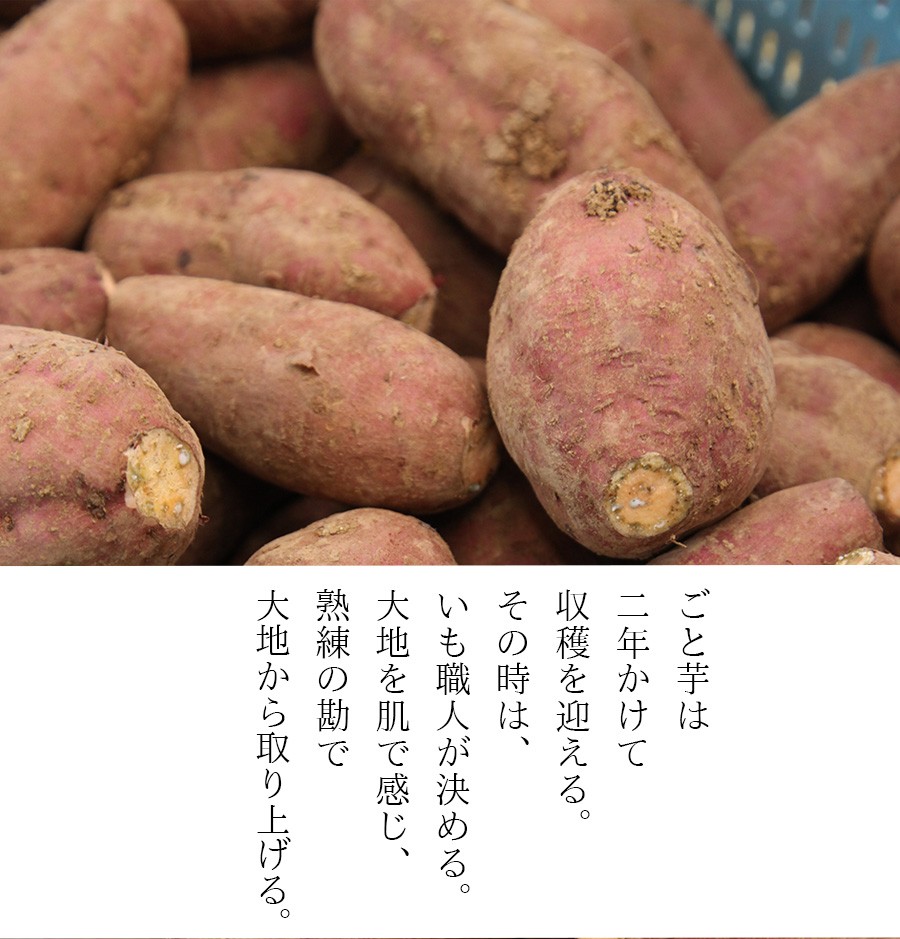ごと芋は2年かけて収穫します