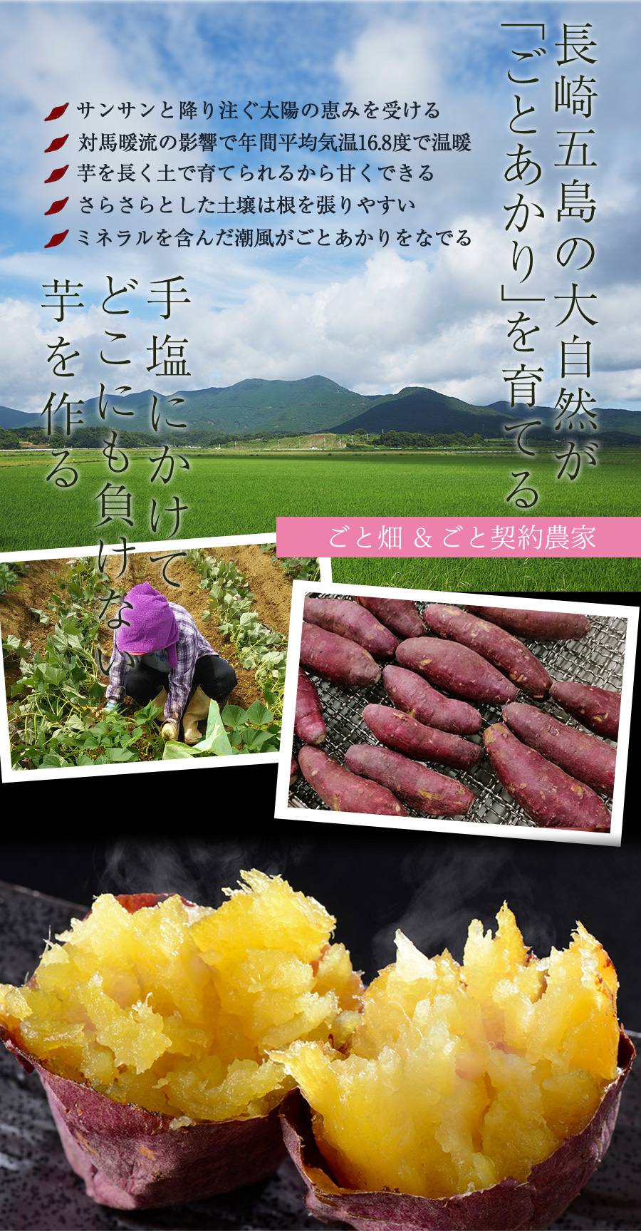 茨城 甘藷農園 鹿吉 芋師がつくる焼き芋 芋菱 6袋 ギフト対応可