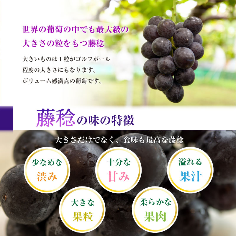 感謝価格】 藤稔 7-9房 約5kg 葡萄 山梨県産他 ぶどう ブドウ ぶどう ...