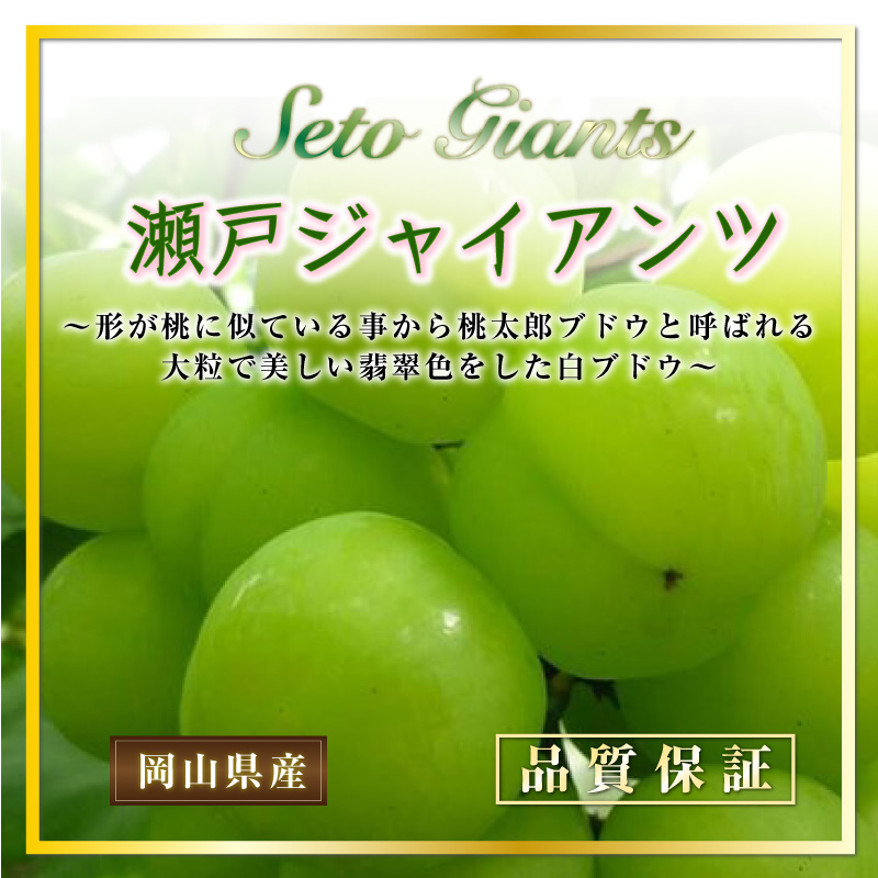 最短順次発送] 瀬戸ジャイアンツ 2-6房 約2kg 桃太郎ぶどう 岡山県産 マスカット ぶどう 贈答用 高糖度 果実専用箱  :setog2k2:サロンドフルーツ 日本橋 - 通販 - Yahoo!ショッピング