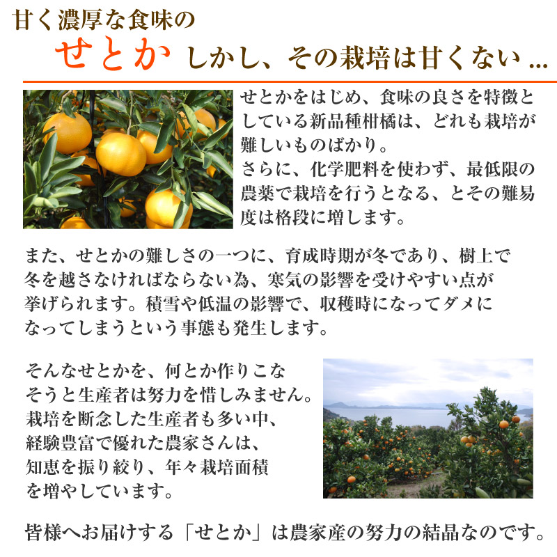 予約 2023年2月上中旬頃から発送] せとか 約1.5kg L 2L 5-9玉 愛媛県 佐賀県他 化粧箱 高級柑橘  :stk15kl2l:サロンドフルーツ 日本橋 - 通販 - Yahoo!ショッピング