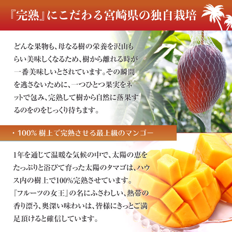 公式サイト 宮崎県産完熟マンゴー 3.7kgオーバー 大玉