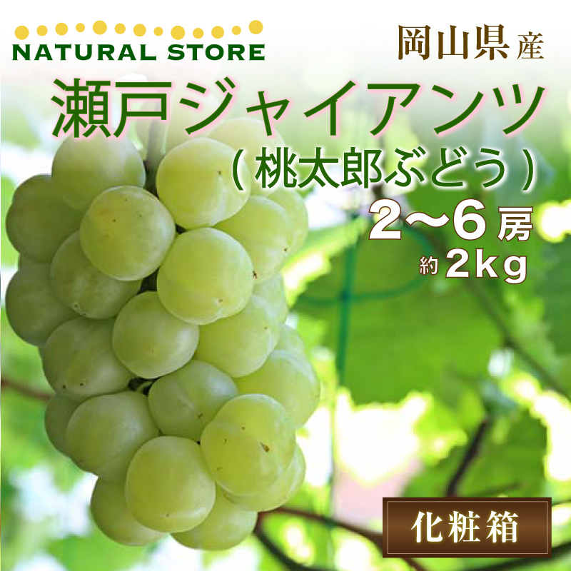 最短順次発送] 瀬戸ジャイアンツ 2-6房 約2kg 桃太郎ぶどう 岡山県産 マスカット ぶどう 贈答用 高糖度 果実専用箱  :setog2k2:サロンドフルーツ 日本橋 - 通販 - Yahoo!ショッピング