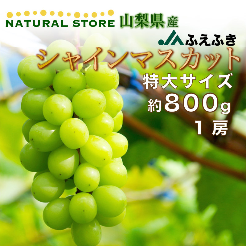 最短順次発送]シャインマスカット 特大 800g 1房 山梨県産 果実 笛吹 夏ギフト お取り寄せ :smy800g1:サロンドフルーツ 日本橋 -  通販 - Yahoo!ショッピング