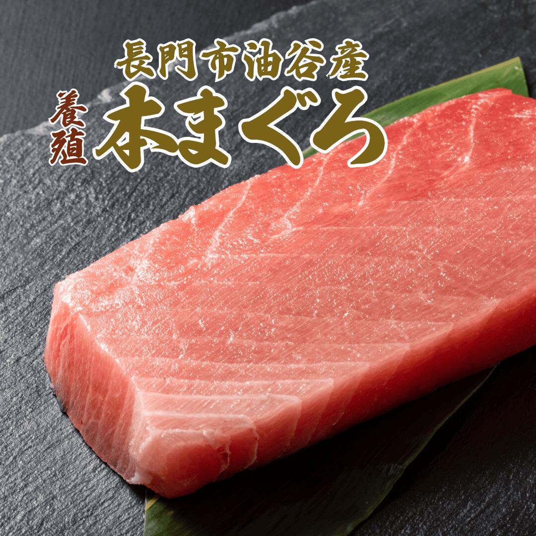 本マグロ 大トロ 300ｇ 柵 刺身 山口県 長門市 油谷産 希少 養殖 まぐろ マグロ 鮪 小分け 冷凍 とろける 解凍レシピ同封