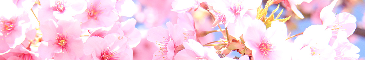 桜のフレーム